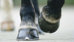 Closeup of a horses hooves / hoof with new shoes