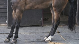 A horse with laminitis adopts a classic 'leaning back' posture in an attempt to relive the pain in the front of the hooves