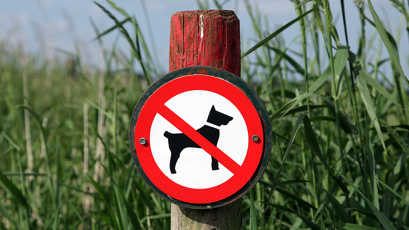 ‘I thought I’d lost him’ horse goes down in terrifying dog attack