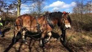 horse flooding harden moor