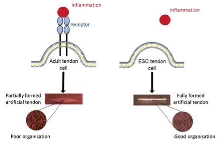 Embryonic stem cell tendon treatment