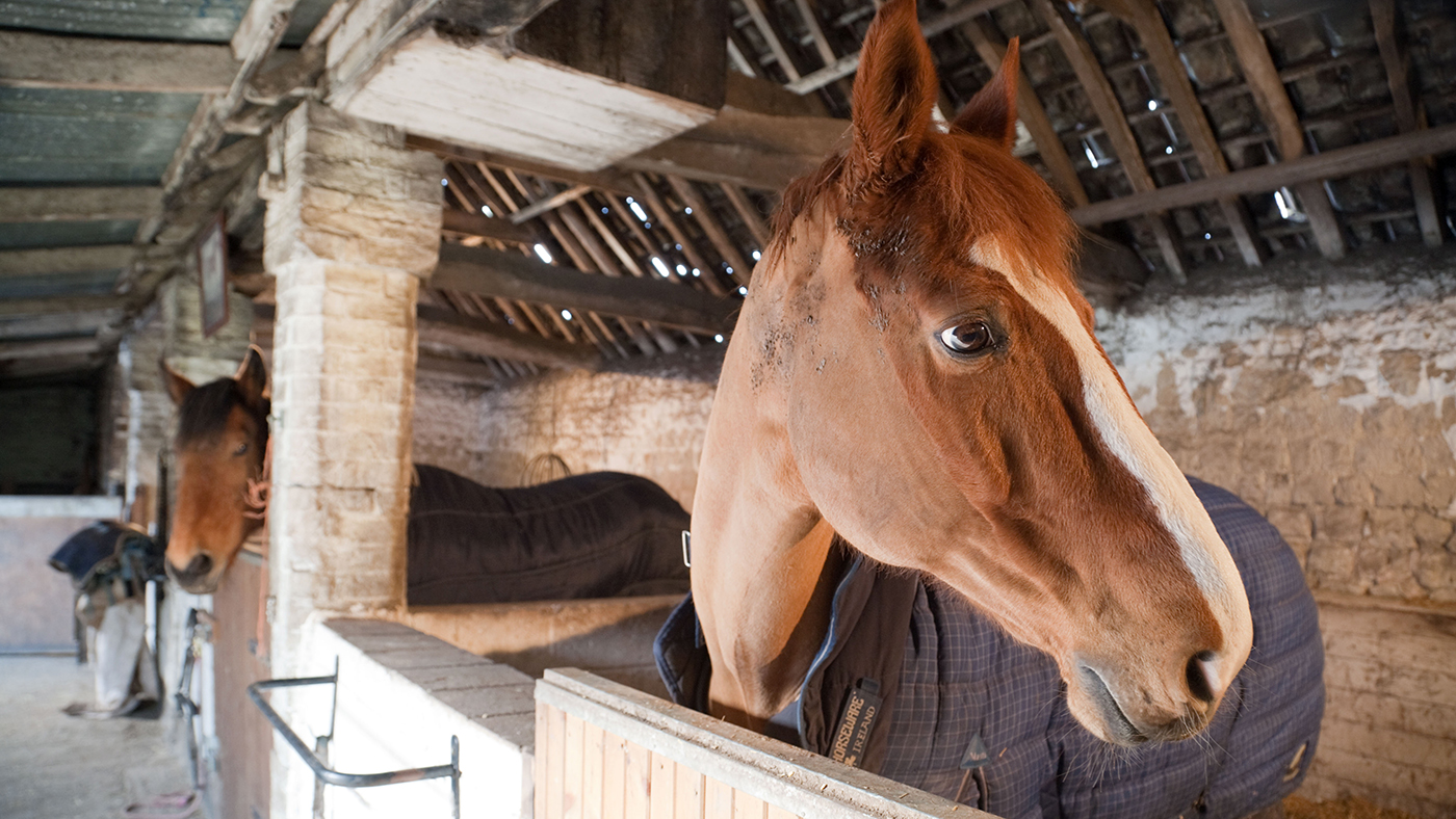 How to keep a stabled horse happy over the winter *H&H subscribers