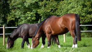 Grazing horses