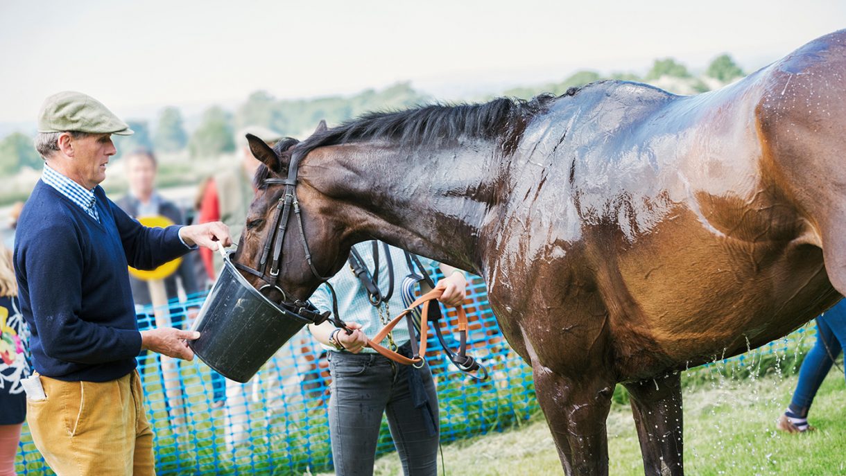 Best electrolytes for horses why and how to feed Horse & Hound
