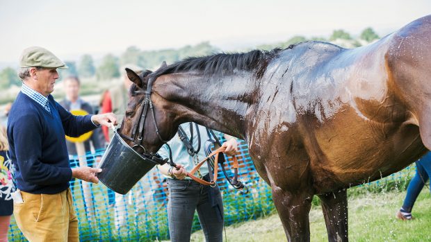 electrolytes for horses