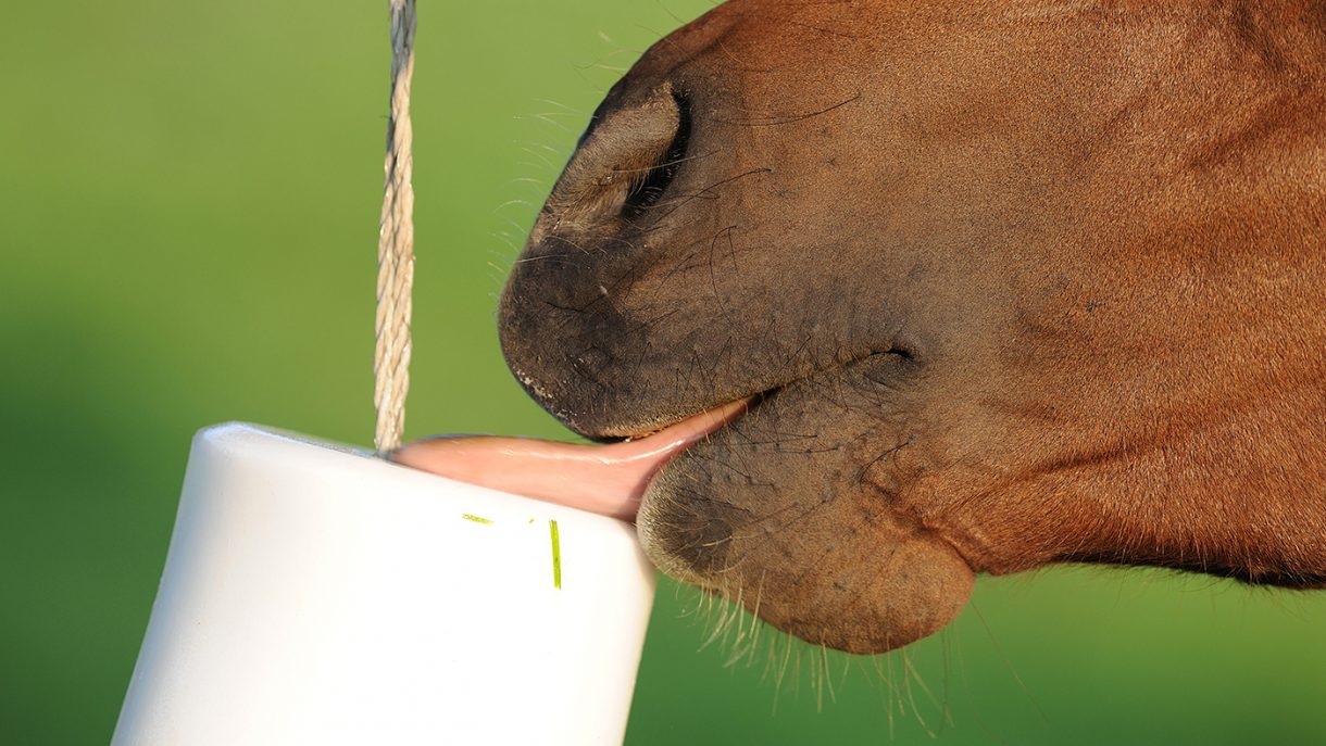 Best salt licks for horses flavoured, Himalayan and field Horse & Hound