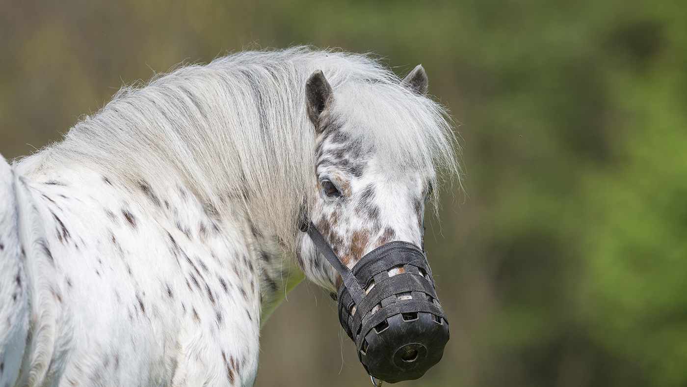 Laminitis in horses and ponies a harsh reality and lessons learnt