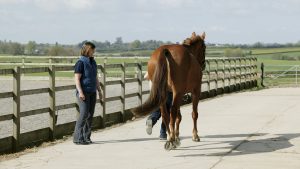 Vetting horses is an important part of the buying process