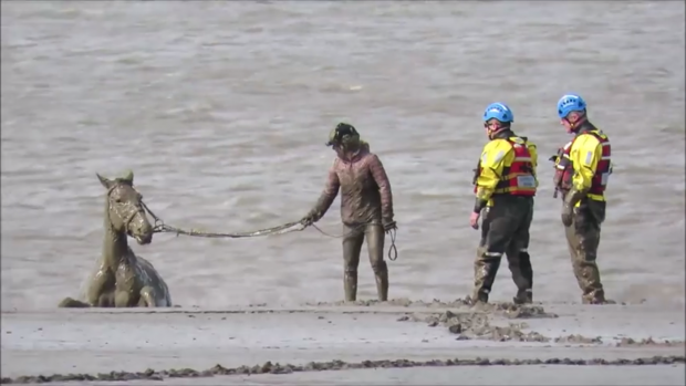 Burnham-on-Sea Coastguard rescue horse from deep mud