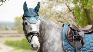 Horse wearing Coldstream acoustic ears for horses