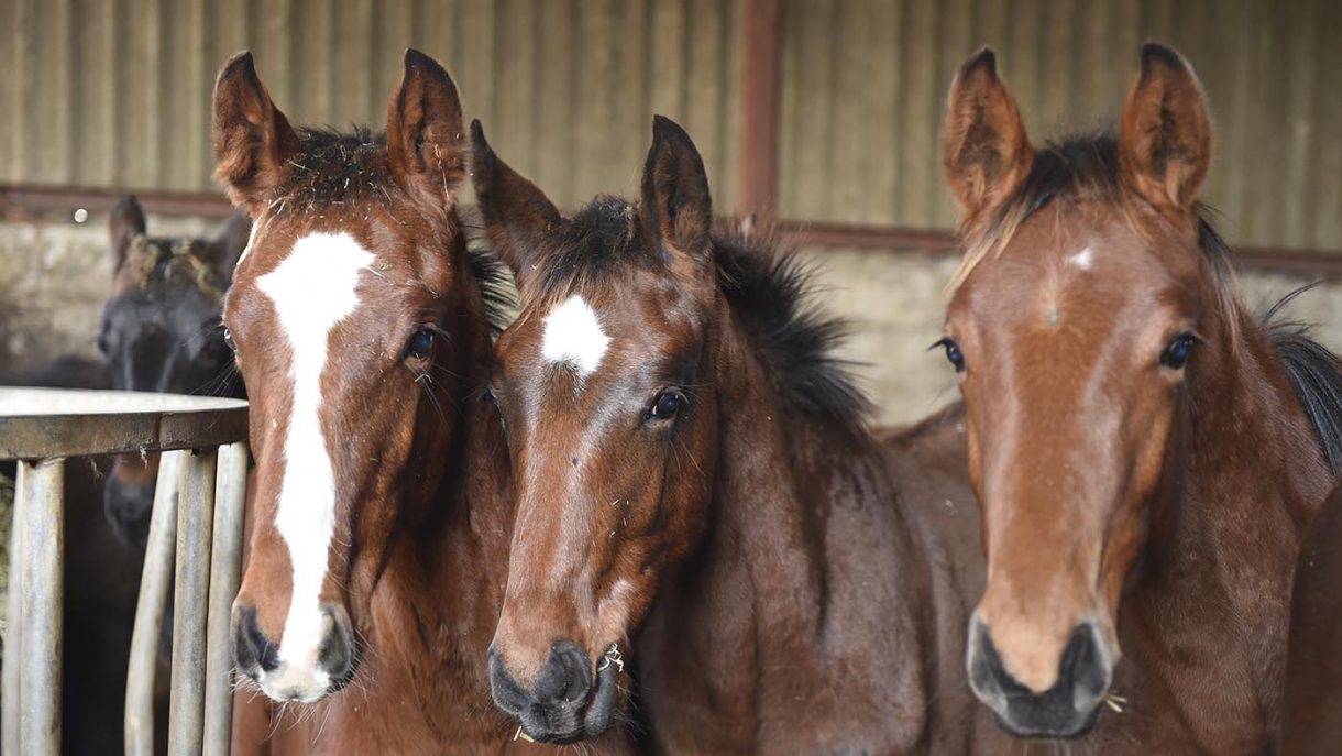 Breeding horses expert advice for firsttimers and experienced breeders