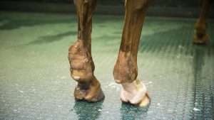 Vet scanning a tendon with an ultrasound machine. Fat leg - tendon injury