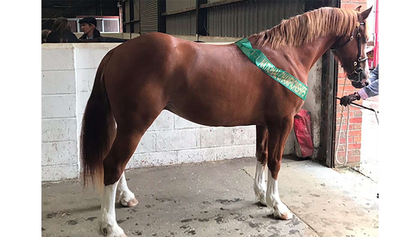 5 wonderful Welsh cobs and ponies on the market right now Horse & Hound