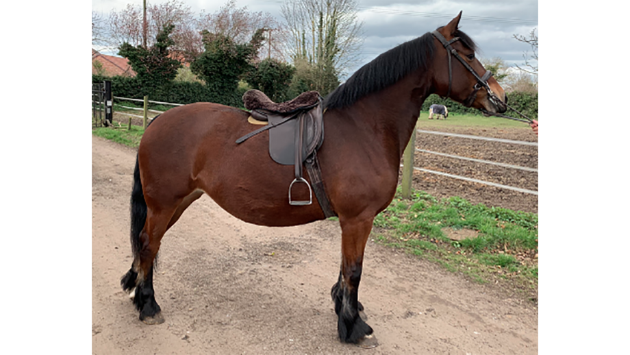 Welsh horses and ponies for sale