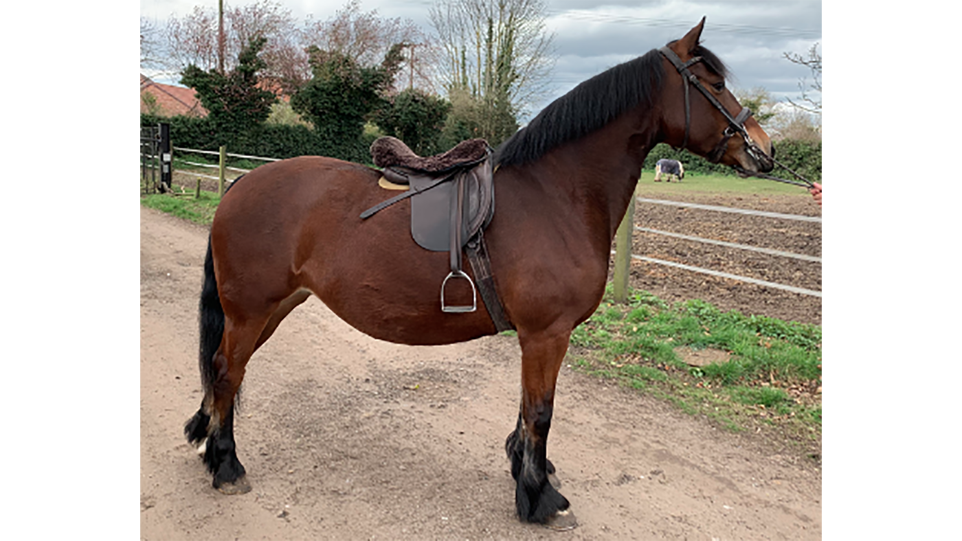 5 wonderful Welsh cobs and ponies