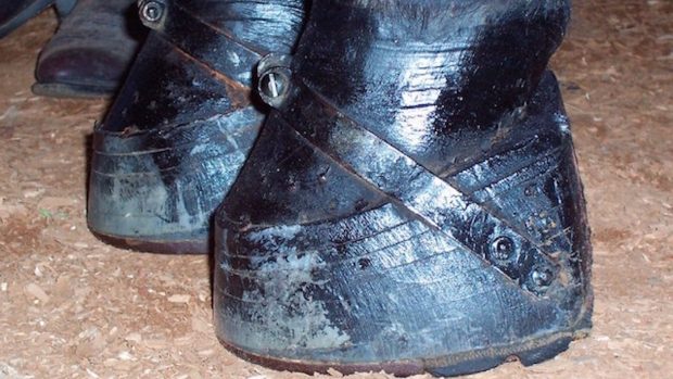 Soring, Tennessee walking horses