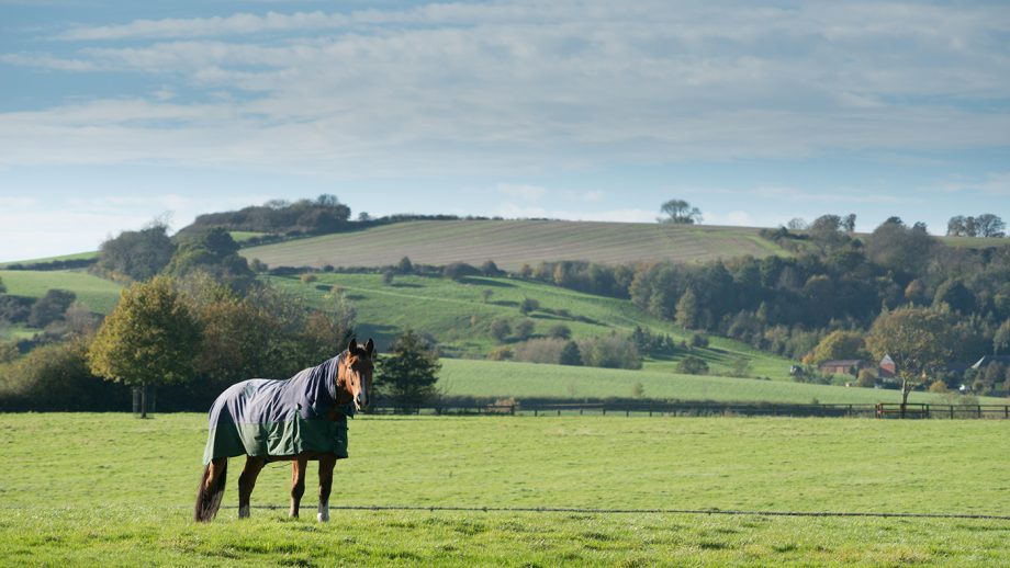 R52TYB A horse in a large paddock, Admington, Warwickshire, England, United Kingdom, Europe