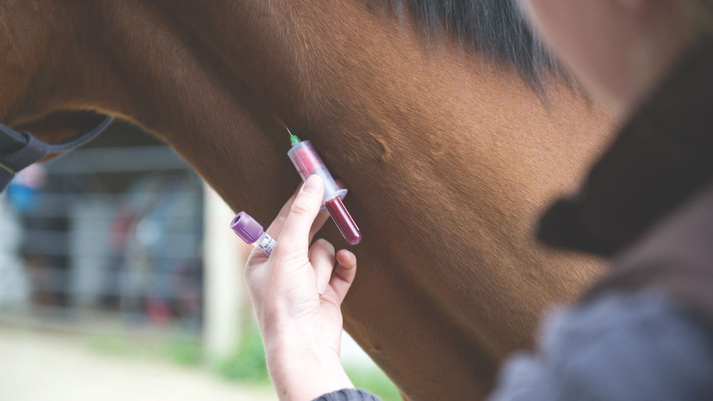 UK’s chief veterinary officer confirms notifiable equine disease