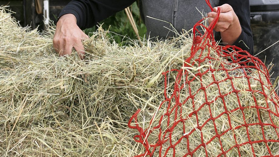 If you're wondering When is this year’s hay safe to feed, then this advice may help