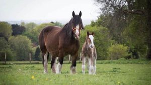 Robinsons Brewery foal