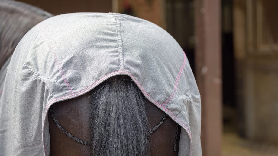 Thermomaster summer stable rug review