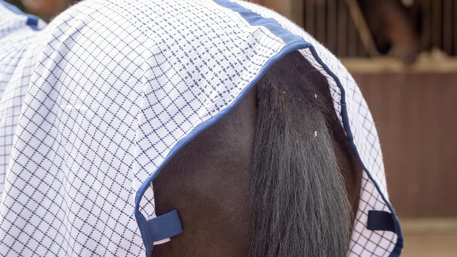 Traditional Tattersall rug review