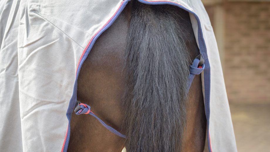 Masta Avante cotton summer sheet review