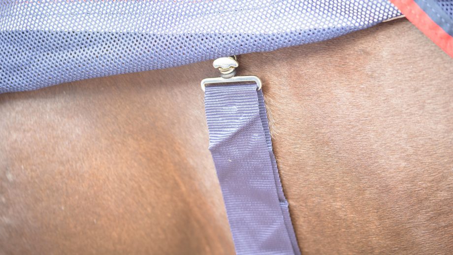 WeatherBeeta Breeze with surcingle III review