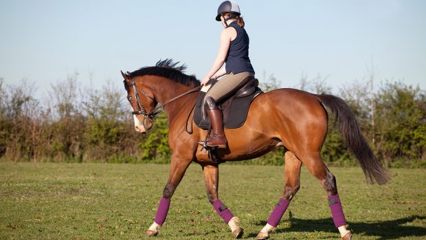 Can I ride my horse coronavirus rulesJ26KTJ