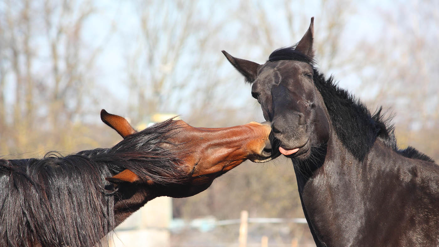 E6M610 Brown and black horses nuzzling each other