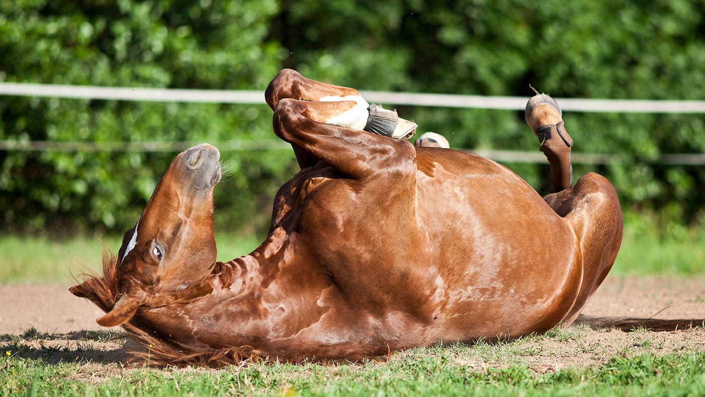 EY0DKB Horse lay on back and having fun to roll in sand