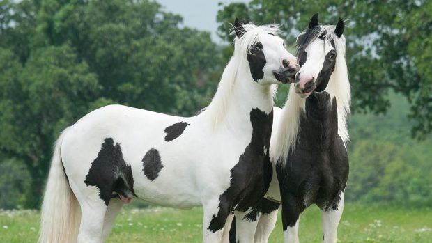 GJK09A Two young Gypsy Vanner Horse colts play