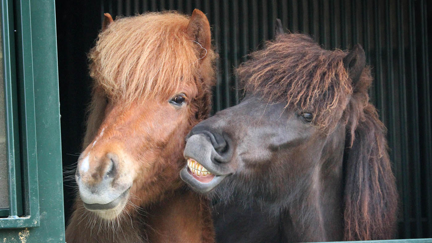 HKM0C9 A couple of Icelandic horse friends having fun