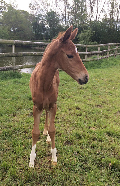 Embryo transfer foal out of Vanir Kamira by Chilli Morning