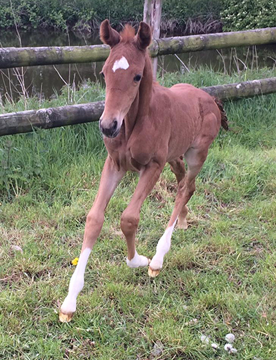 Embryo transfer foal out of Vanir Kamira by Chilli Morning