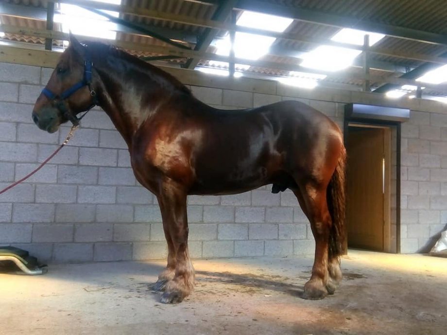 ‘More than just a plough horse’ Suffolk stallion to compete in oneday