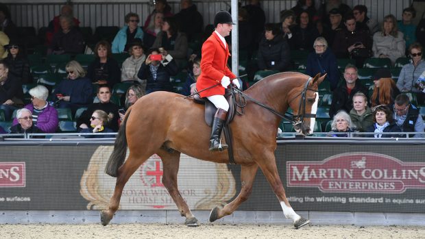 Master Of The House, owned by Mrs J. Byford and exhibited by Oliver Hood, winners of the Martin Collins Enterprises Cob Championship during the Royal Windsor Horse Show held in the private grounds of Windsor Castle in Berkshire in the UK between on 8th-12th May 2019