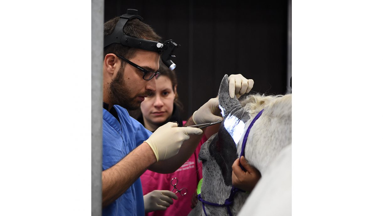 Common ear problems in horses and how to deal with them Horse & Hound