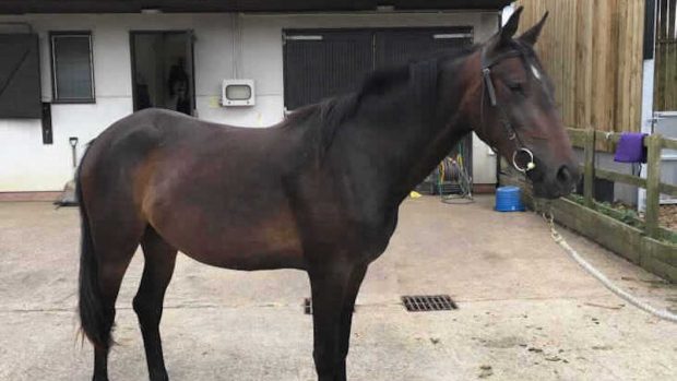 Horse rescued by RSPCA