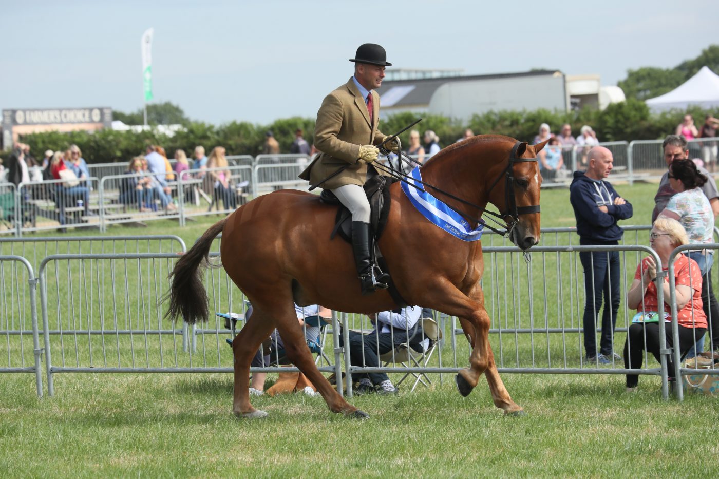 Correct turn out for a hogged show cob for the show ring Horse & Hound