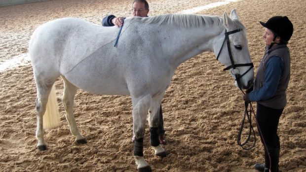 Saddle-fitting-Feature-Image