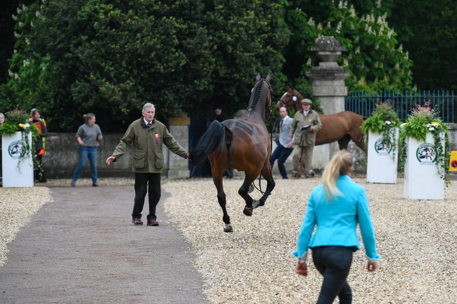 Badminton trot-up 2019