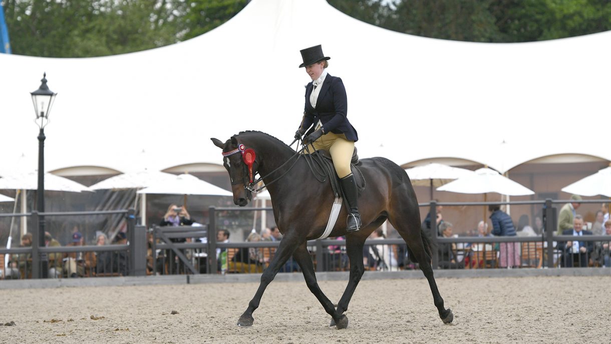 H&H’s guide to riding horse classes how to impress the judges Horse