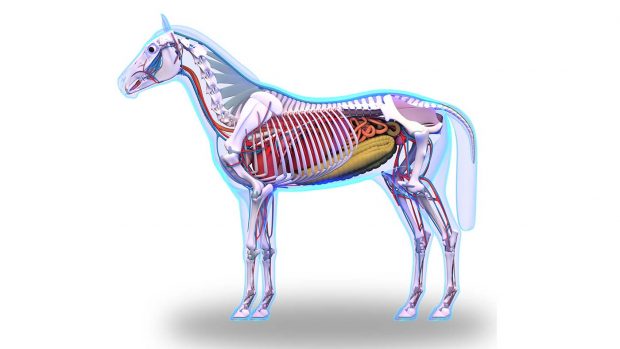 EWA9WW Horse Anatomy - Internal Anatomy of Horse isolated on white