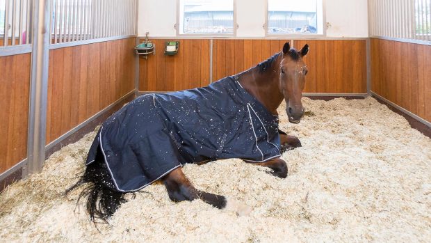 J0FANJ Warmblood Horse. Bay adult dosing in its box. Germany