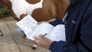 Equinevettings: the pre-purchase vetting is an important part of the horse buying process