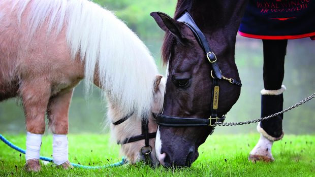 Teddy the Shetland pony with Valegro