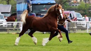 Danaway Cheyenne