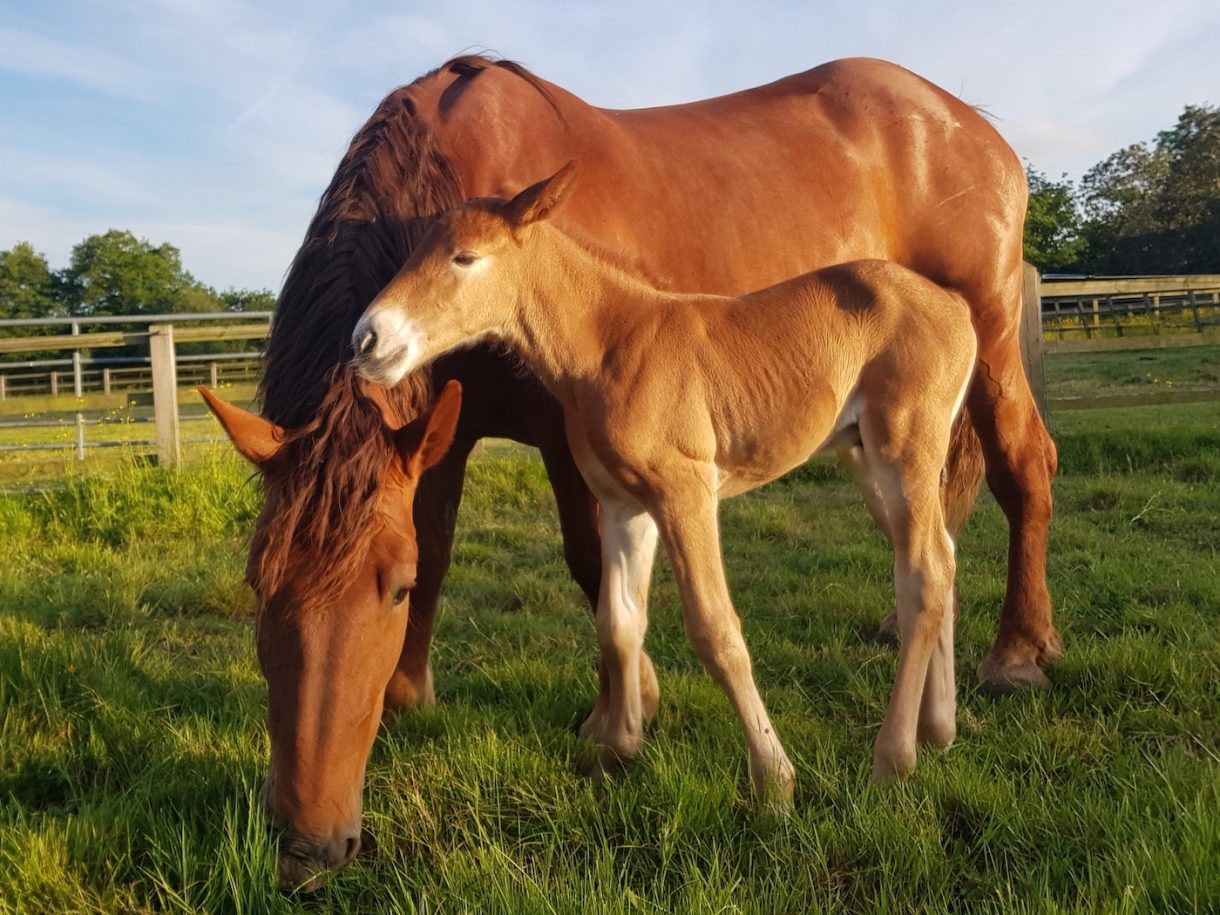 Three adorable Suffolk foals boost breed numbers Horse & Hound