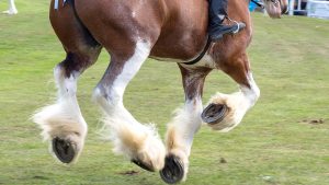 PEXJKT Turriff, Scotland - 06 Aug 2018: Riding Clydesdale Horses at the Turriff Agricultural Show